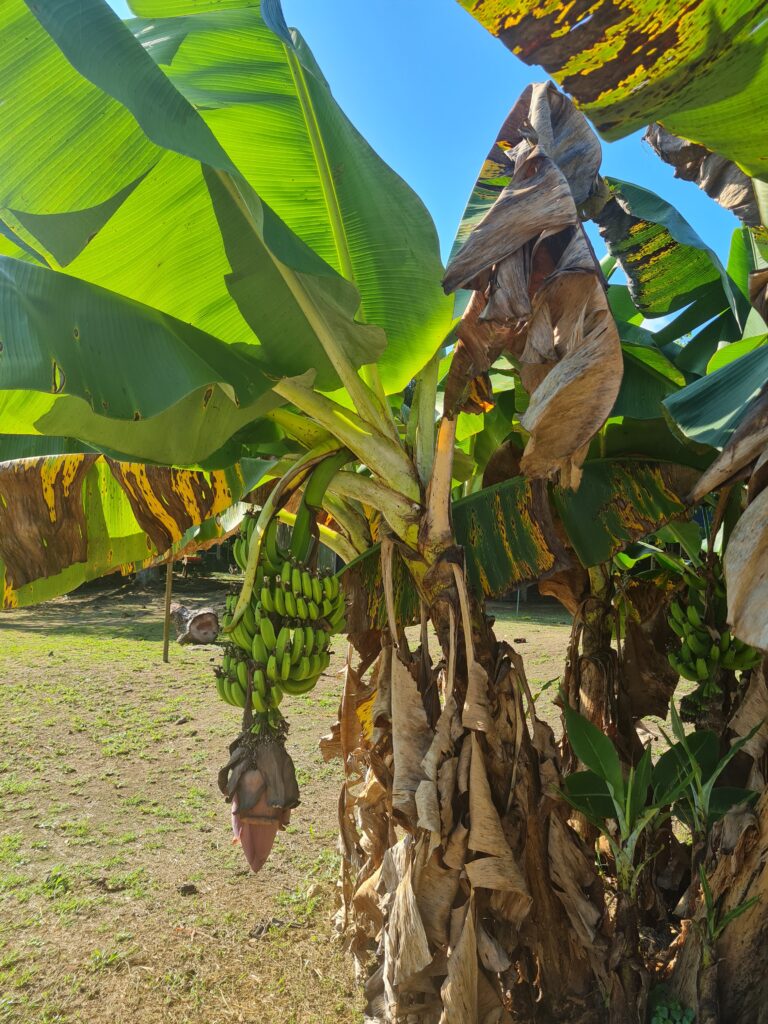 Karak Orchard Resorts nature retreat Pahang banana tree