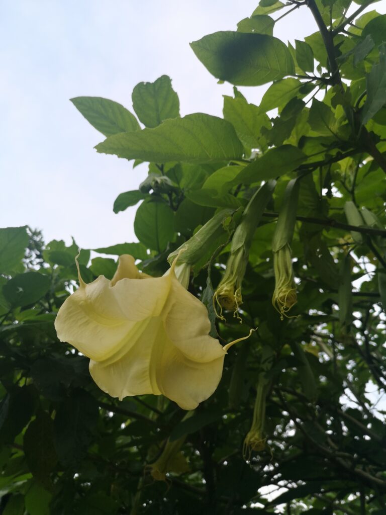 Le Jardin d’Amour (Ba Na Hills) yellow flower