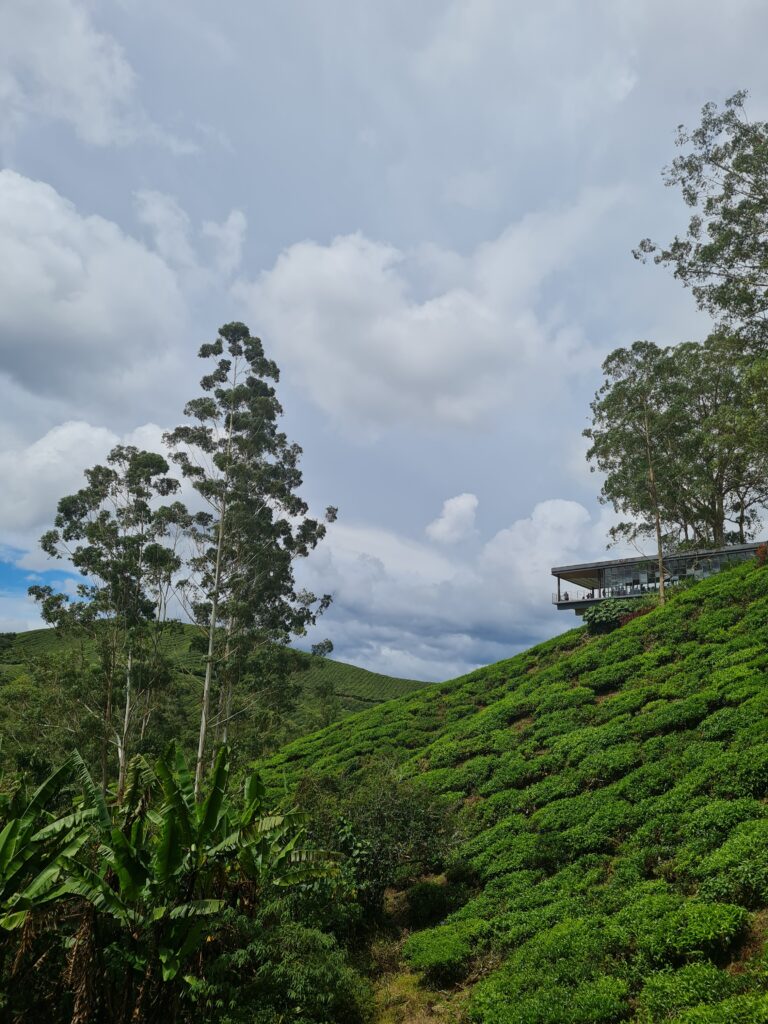 BOH Tea Centre Sungei Palas Cameron Highlands