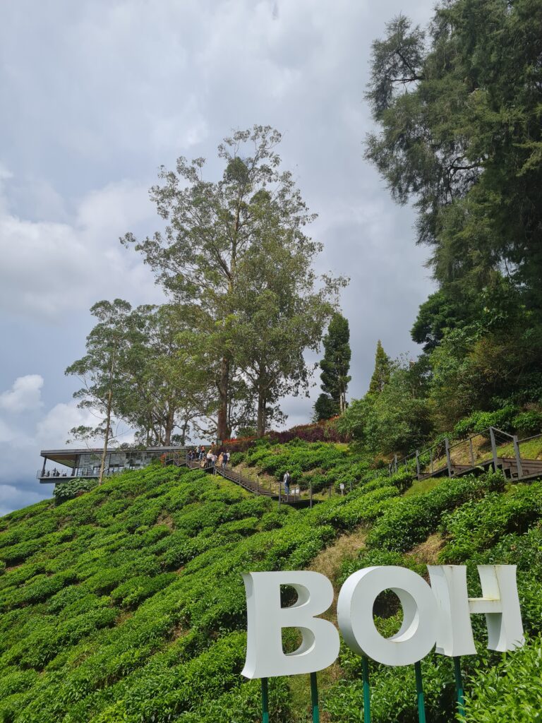 BOH Tea Centre Sungei Palas Cameron Highlands