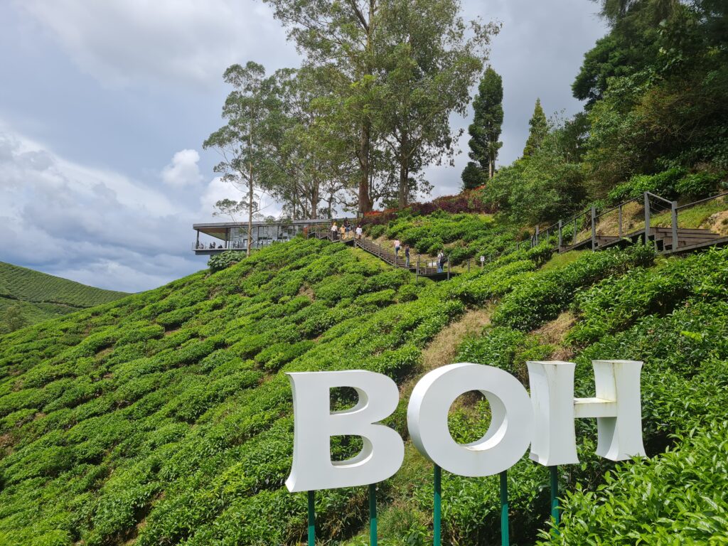 BOH Tea Centre Sungei Palas Cameron Highlands