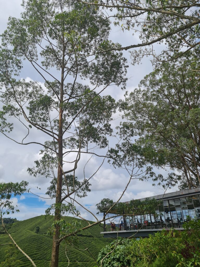 BOH Tea Centre Sungei Palas Cameron Highlands