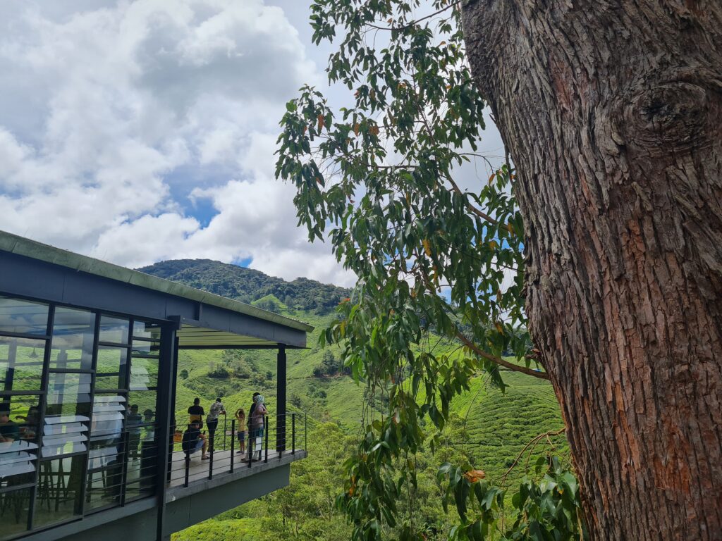 BOH Tea Centre Sungei Palas Cameron Highlands