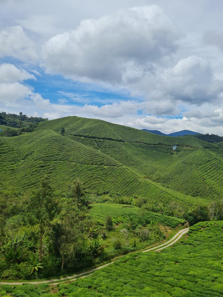 BOH Tea Centre Sungei Palas Cameron Highlands
