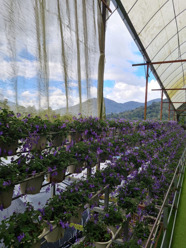 Cameron Lavender Garden, Cameron Highlands