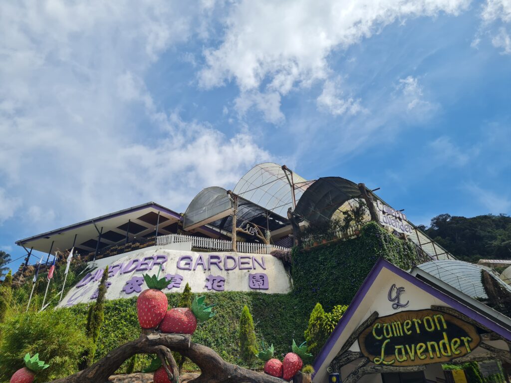 Cameron Lavender Garden, Cameron Highlands