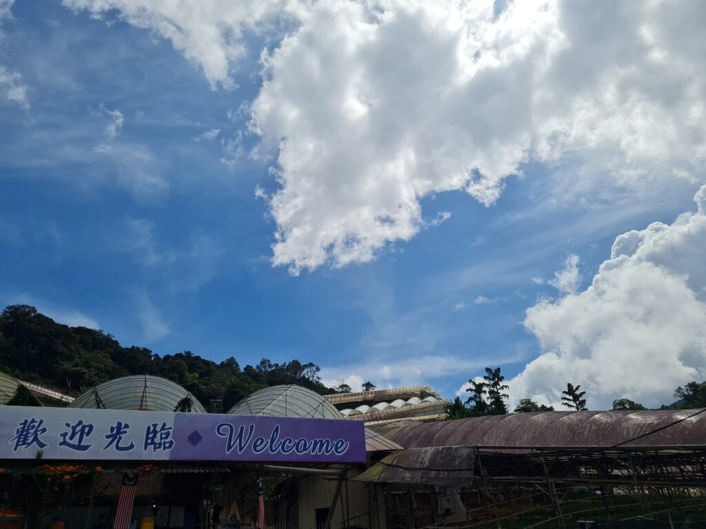 Cameron Lavender Garden, Cameron Highlands