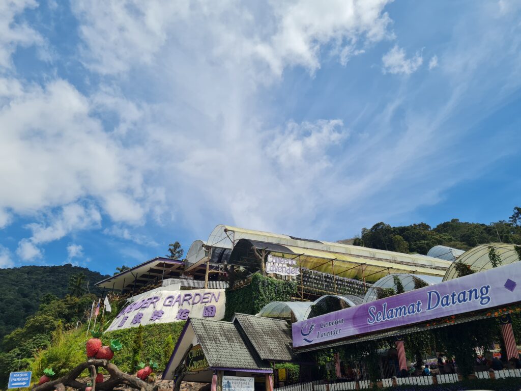 Cameron Lavender Garden, Cameron Highlands