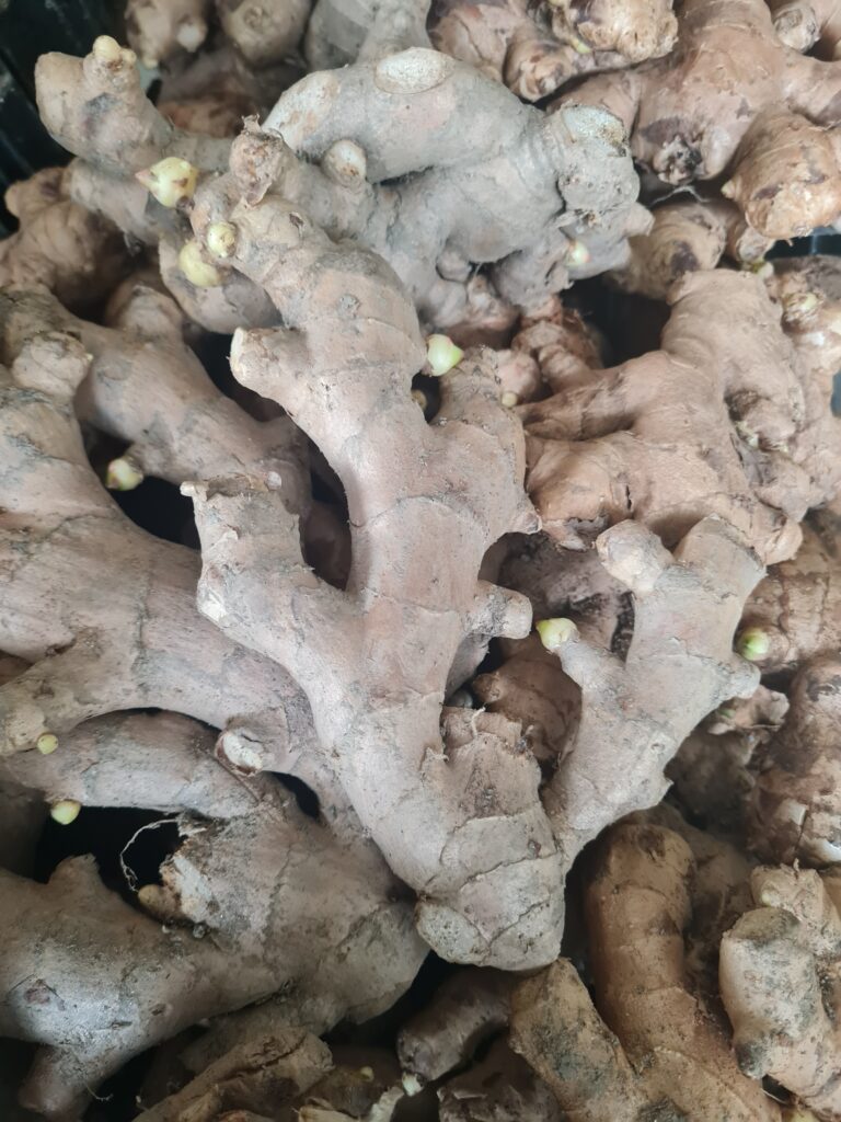Ginger