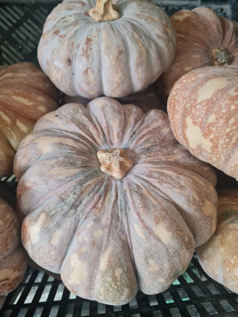 Pumpkin