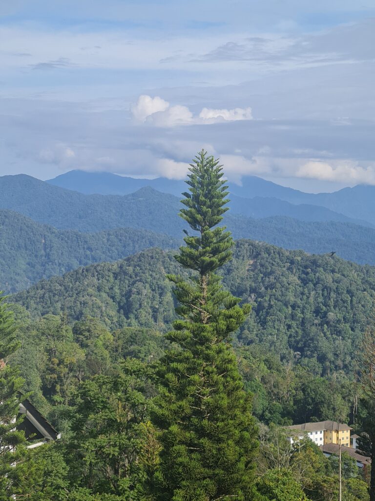 Fraser’s Hill Pahang Nature Escape Pine Tree