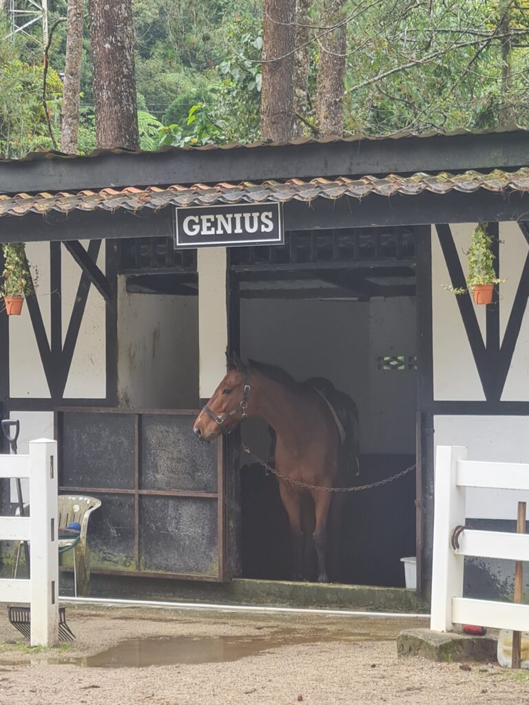The Paddock Fraser’s Hill: A Family Nature Attraction with Horses & Gardens