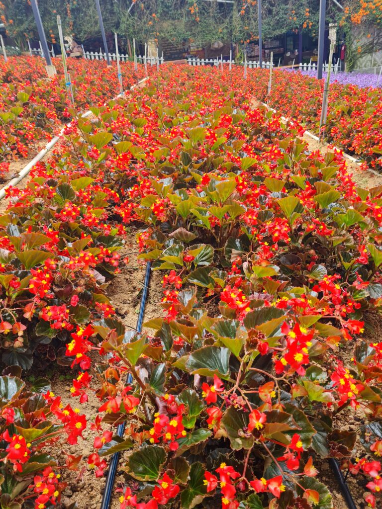 Flower Garden Cameron Highlands