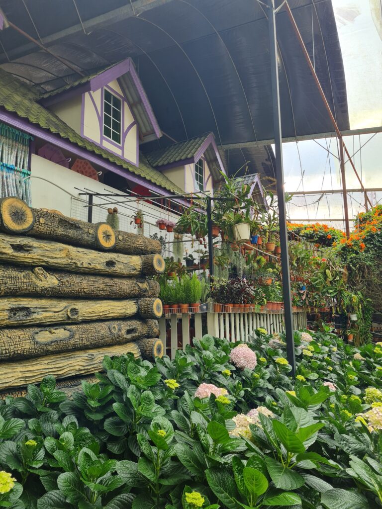 Flower Garden Cameron Highlands: Lavender Garden