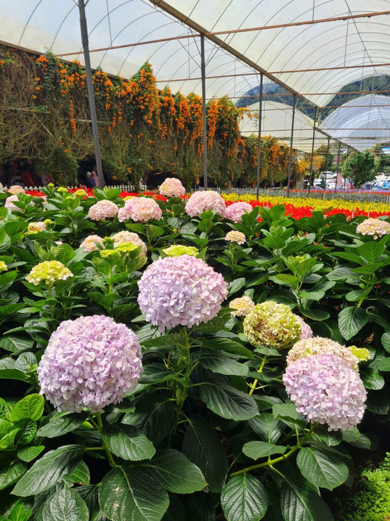Flower Garden Cameron Highlands
