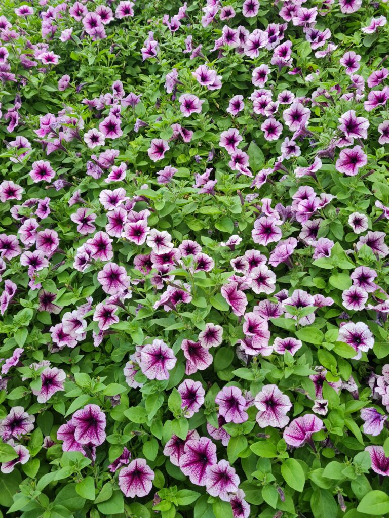 Flower Garden Cameron Highlands