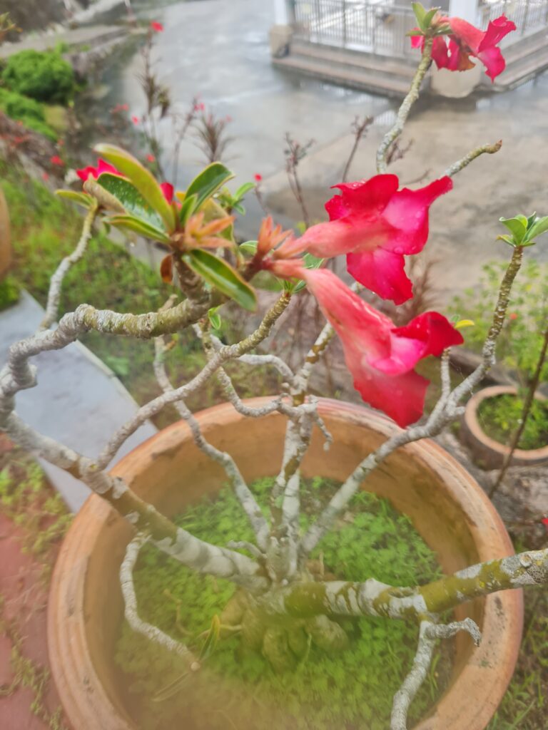 Nian Jue Lin Forest Temple Flora