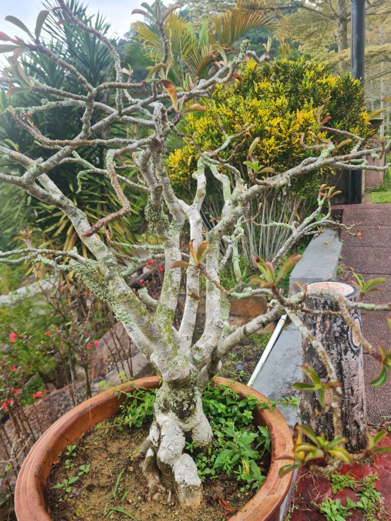Nian Jue Lin Forest Temple Flora