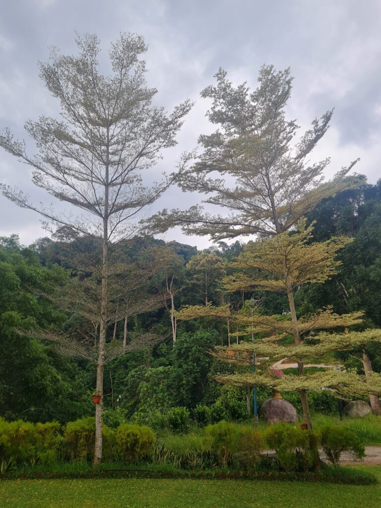 Nian Jue Lin Forest Temple Flora