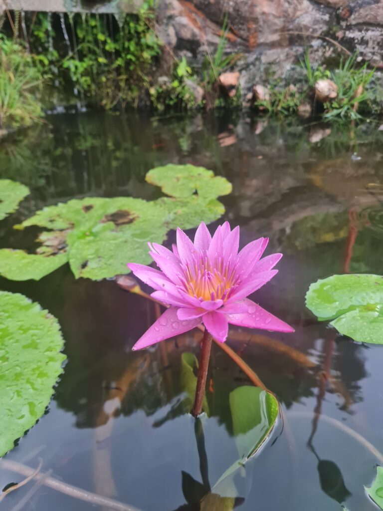 Nian Jue Lin Forest Temple Flora