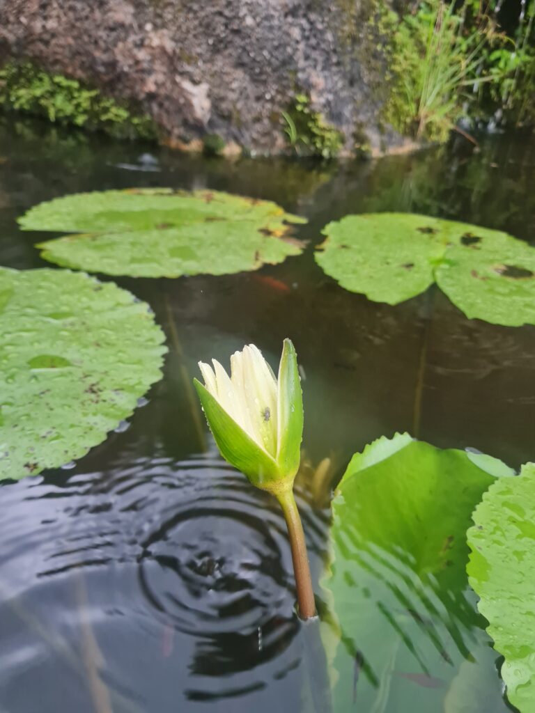 Nian Jue Lin Forest Temple Flora
