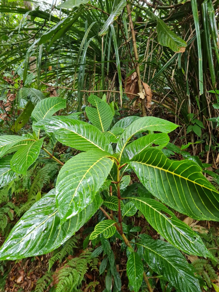 Penang Hill biodiversity Malaysia