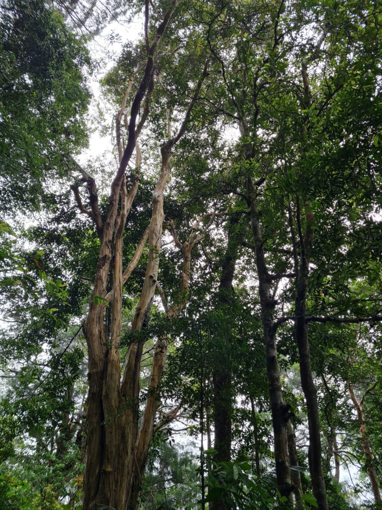 Penang Hill biodiversity Malaysia
