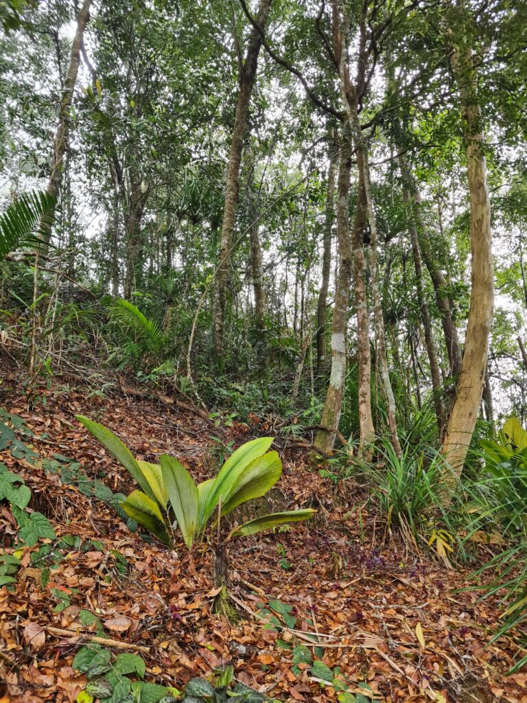 Penang Hill biodiversity Malaysia