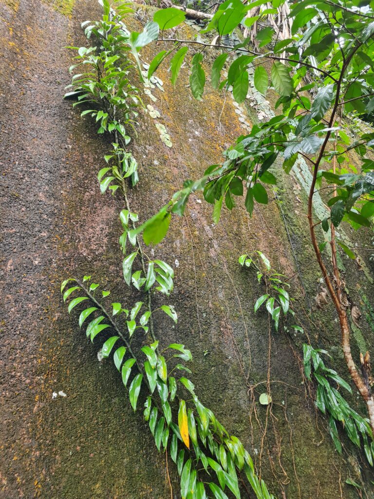 Penang Hill biodiversity Malaysia