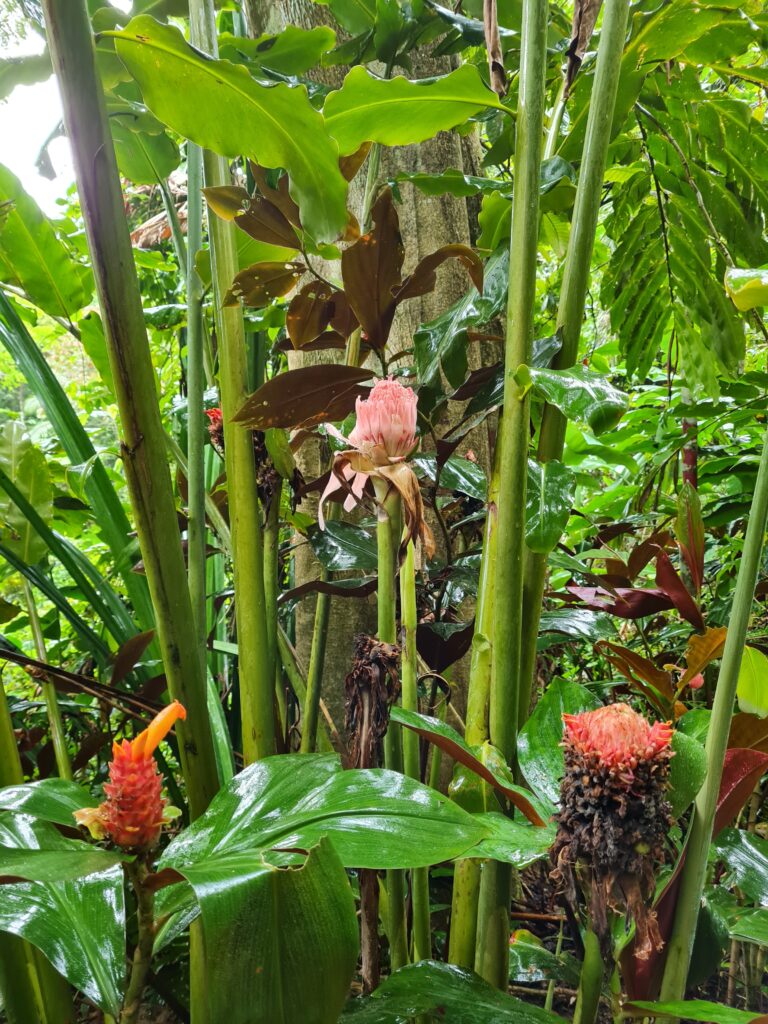 Penang Hill biodiversity Malaysia