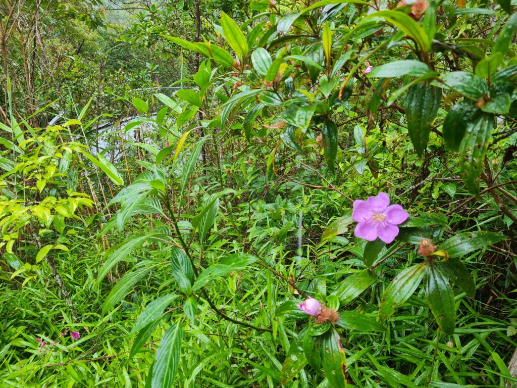 Penang Hill biodiversity Malaysia