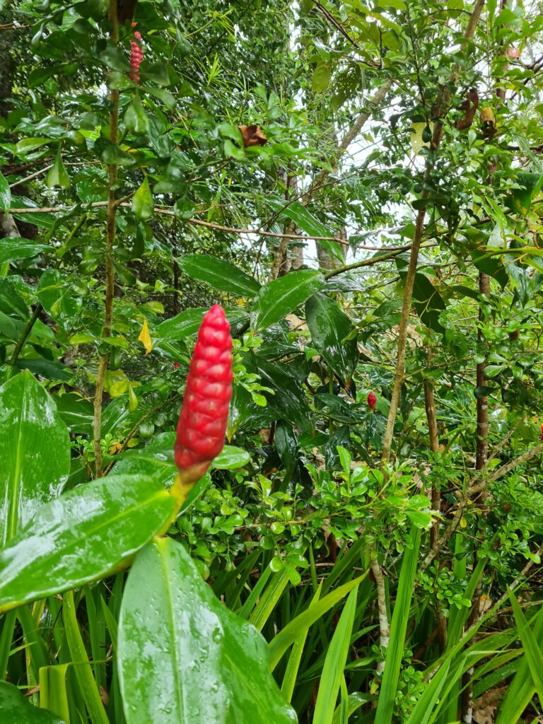 Penang Hill biodiversity Malaysia