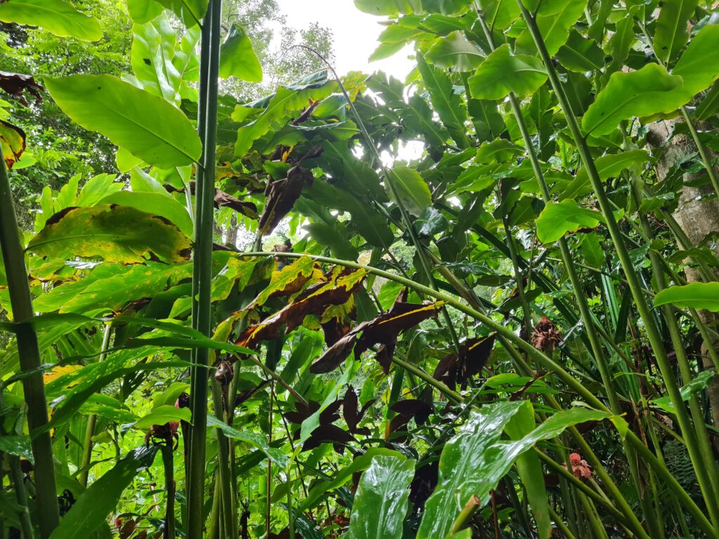 Penang Hill biodiversity Malaysia