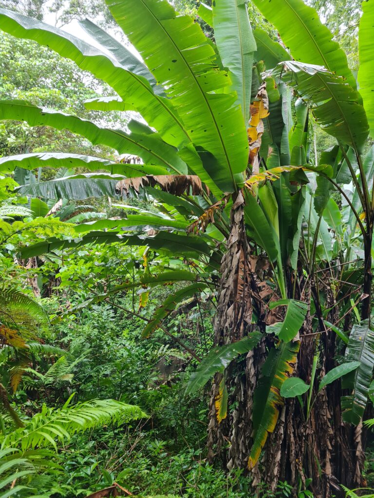 Penang Hill biodiversity Malaysia Banana Leaf