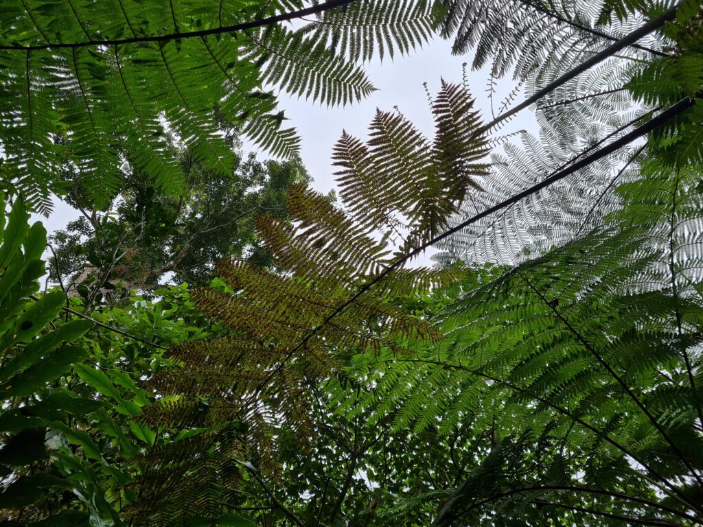 Penang Hill biodiversity Malaysia