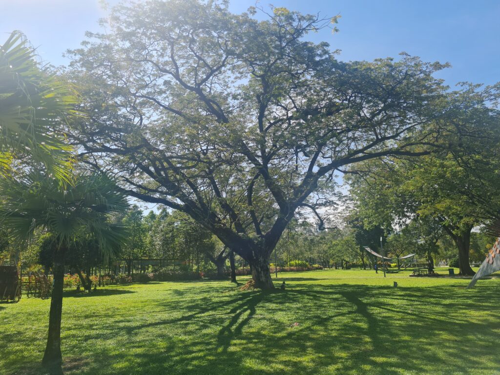 Big Tree at Titiwangsa Lake Kuala Lumpur
