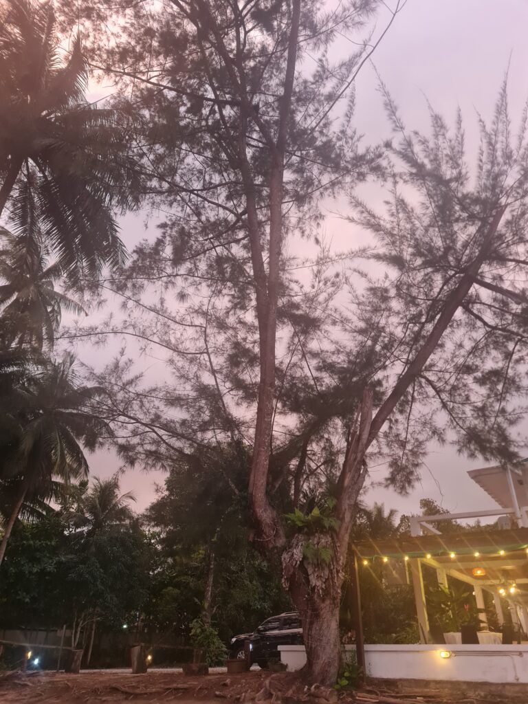 Silhouette of tall Casuarina trees against a purple dusk sky in Lundu.