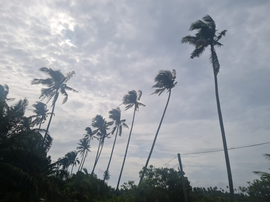 Scenic row of coconut trees lining the beachfront at Redbee Camp, Lundu.