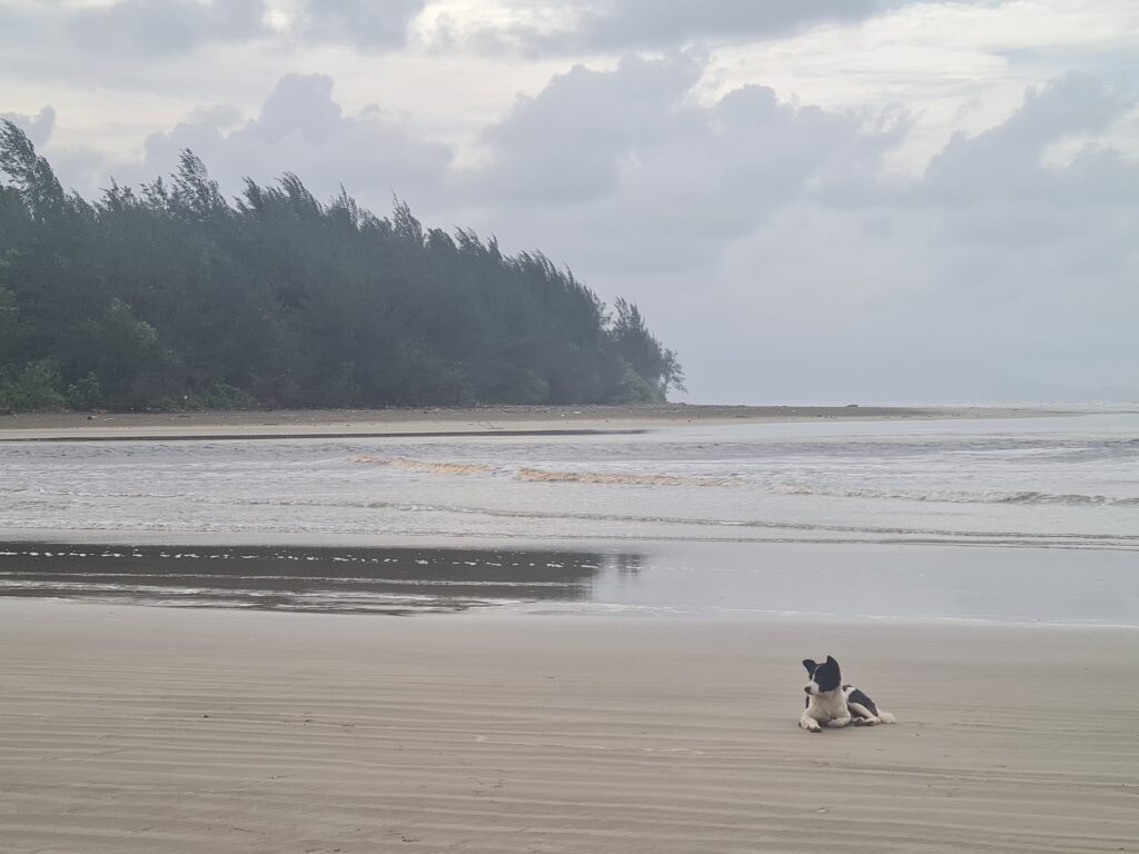 Friendly dog walking on the sandy beach at Redbee Camp, Sarawak during low tide.