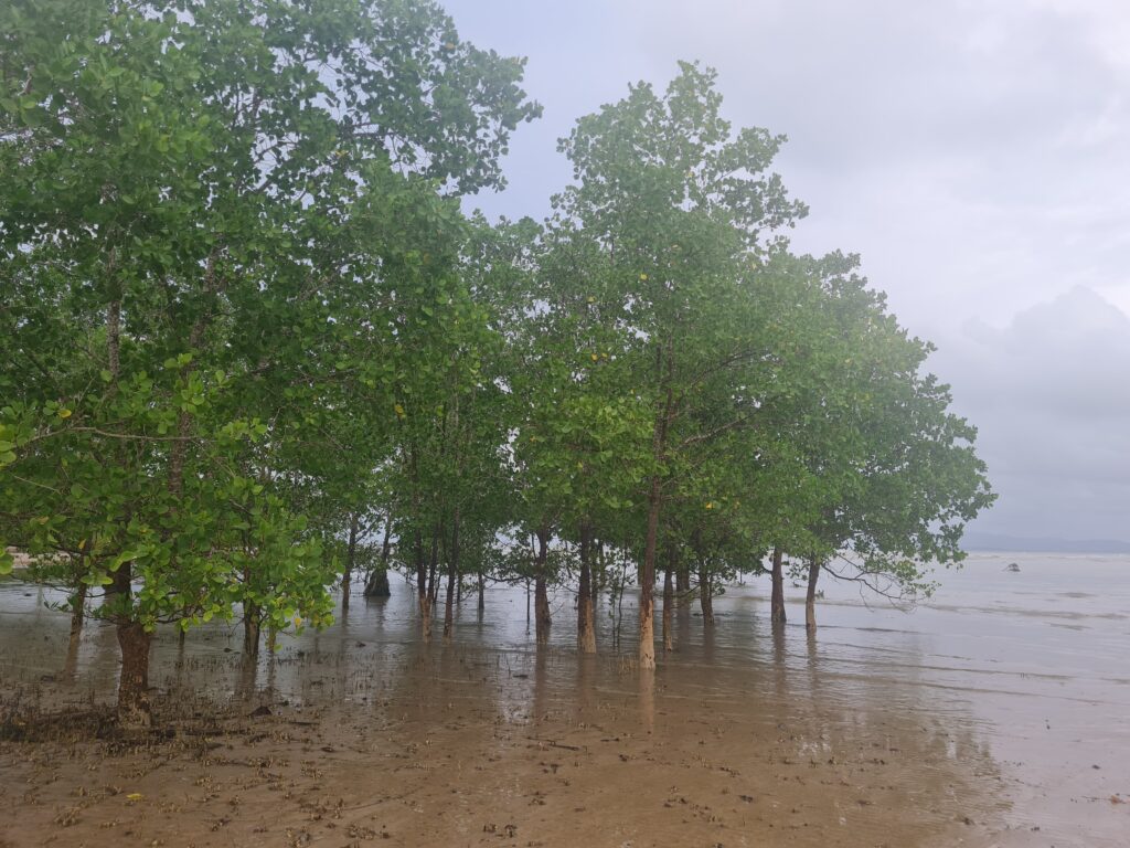 Natural mangrove vegetation bordering the sandy shores of Siar Beach.