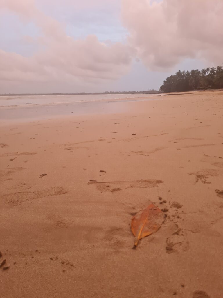 Close up of a dried leaf on the wet sand of Siar Beach with coconut trees far away, showcasing minimalist nature photography.