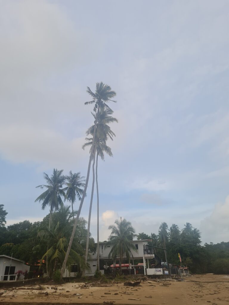 Towering coconut palm trees against a blue sky at a Siar Beach resort.